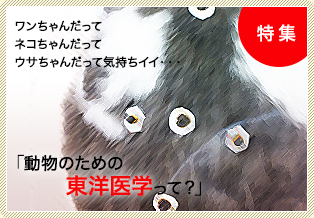 特集：「わんちゃんと猫ちゃんの夏バテ対策って？」